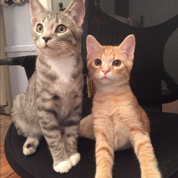 Hi! ๐๐ผIโm Katt. Offers always welcome! ๐ค - Picture 4 of 16